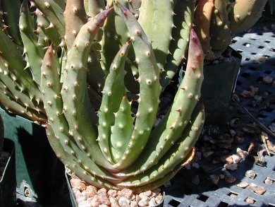 Aloe Aculeata
