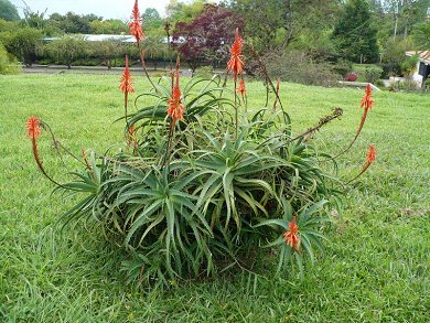Aloe Arborescens
