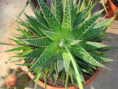 Aloe Aristata