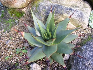 Aloe Broomii