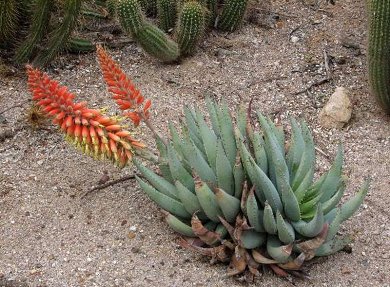 Aloe Claviflora
