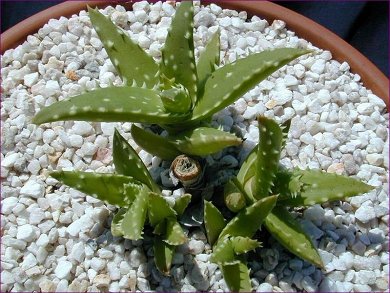 Aloe Concinna