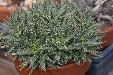 Aloe Descoingsii