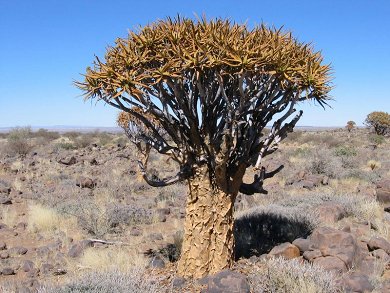 Aloe Dichotoma