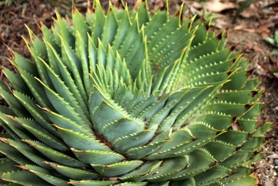 Aloe Distans