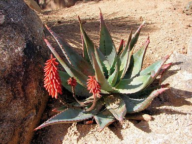Aloe Ferox