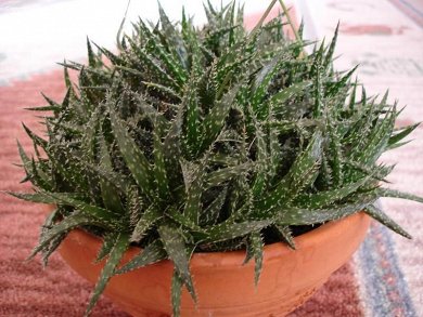 Aloe Haworthioides
