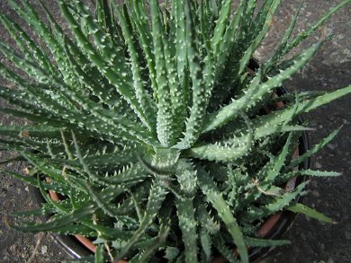 Aloe Humilis