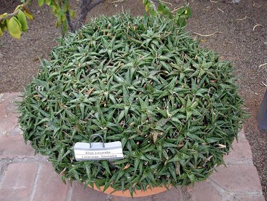 Aloe Jucunda