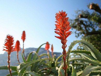 Aloe Mariothii