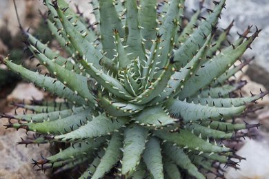 Aloe Melanacantha