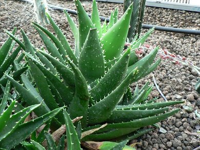 Aloe Mitriformis