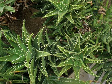 Aloe Nobilis