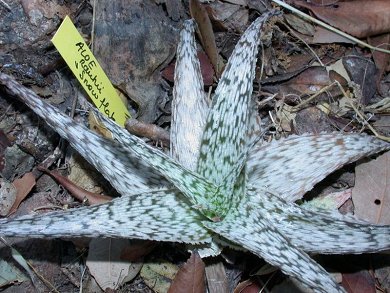 Aloe Rauhii