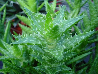 Aloe Squarrosa