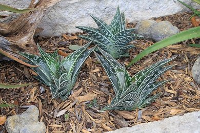 Aloe Variegata