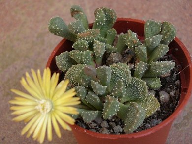 Aloinopsis Luckoffii