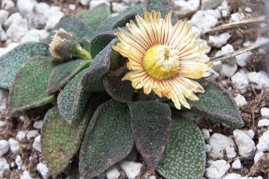 Aloinopsis Rubrolineata