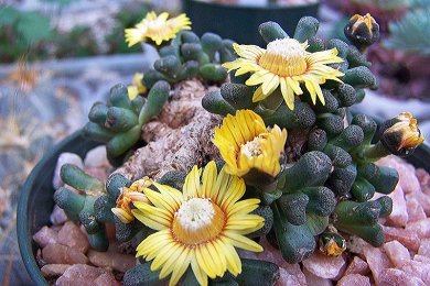 Aloinopsis Schooneesii