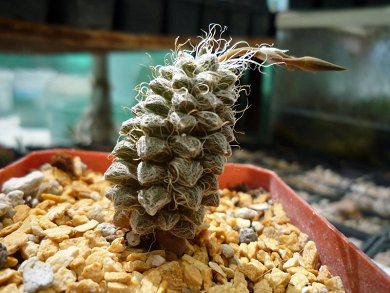 Anacampseros Filamentosa