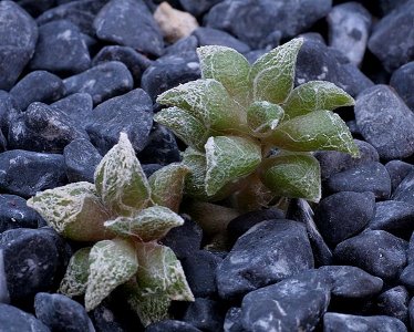 Anacampseros Tomentosa
