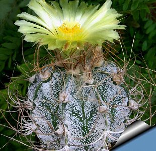 Astrophytum Omatum