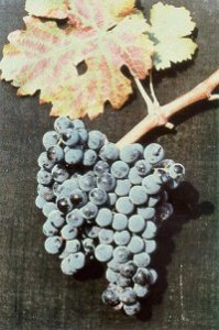 Cabernet Franc