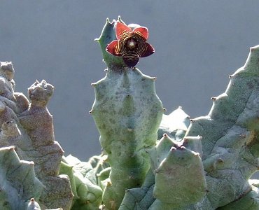 Caralluma Europea