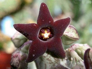 Caralluma Hesperidum