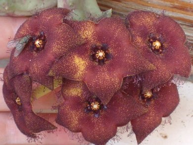 Caralluma Vaga