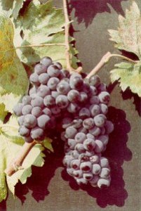 Carignan