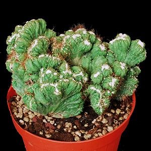 Cereus Peruvianus Crestato