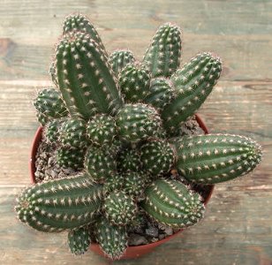 Chamaelobivia Paolinae