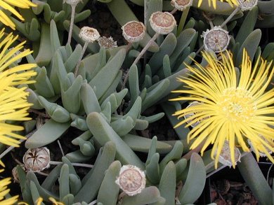 Cheiridopsis Candidissima
