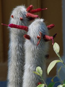 Cleistocactus Strausii