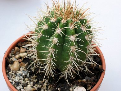 Coleocephalocereus Goebelianus