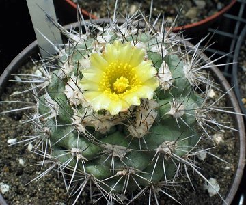 Copiapoa Humilis