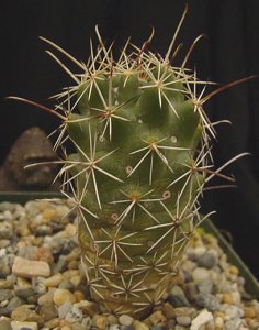 Coryphantha Clavata
