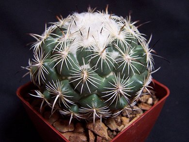 Coryphantha Cornifera