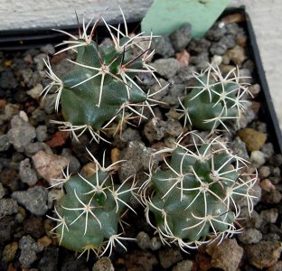 Coryphantha Maiztablasensis