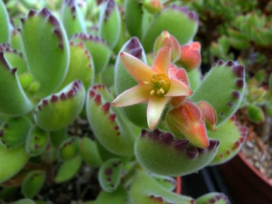 Cotyledon Ladismithiensis