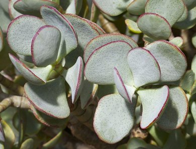 Crassula Arborescens
