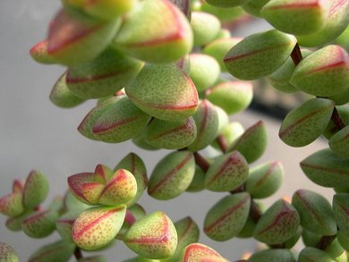 Crassula Brevifolia