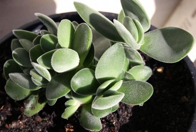 Crassula Cephalophora