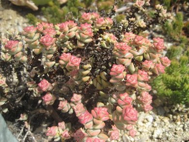Crassula Commutata