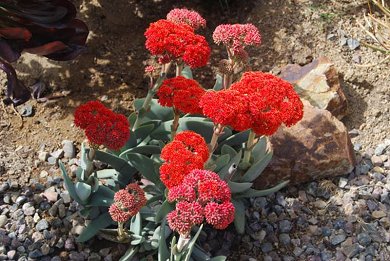 Crassula Falcata