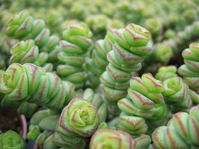 Crassula Hottentota