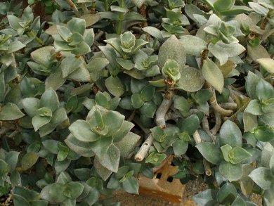 Crassula Lactea