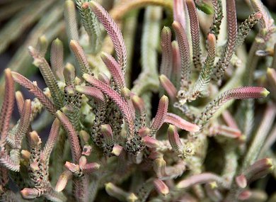 Crassula Lycopodioides Variegata