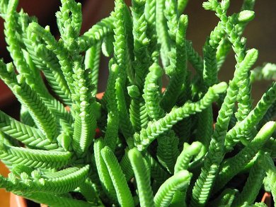 Crassula Lycopodioides